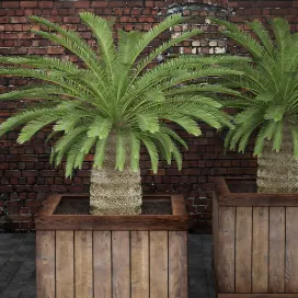 Cycas plant